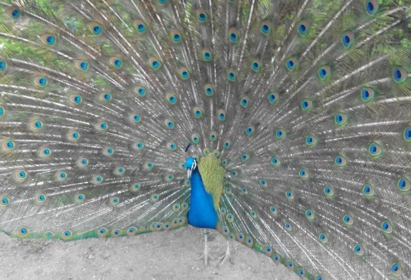 Apartment Lazoroski Arcen