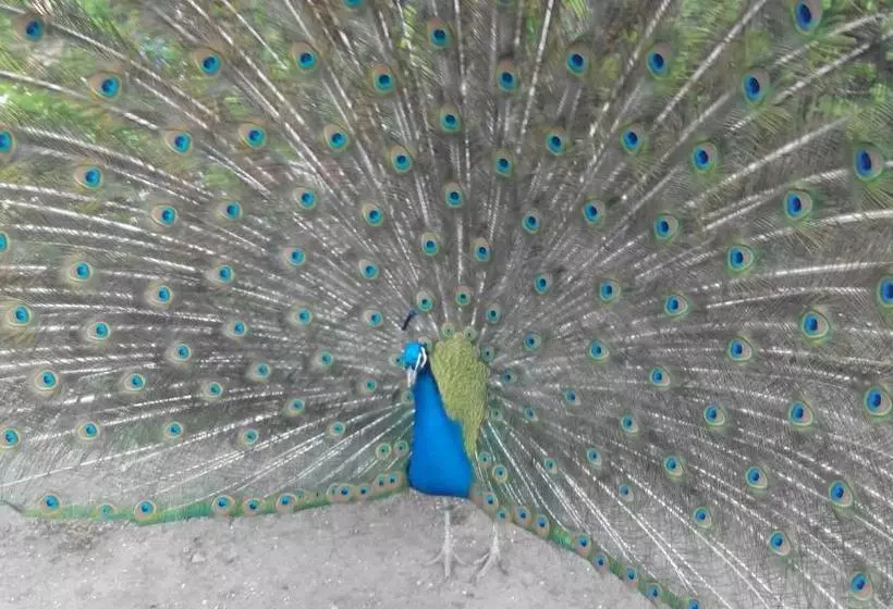 Apartment Lazoroski Arcen