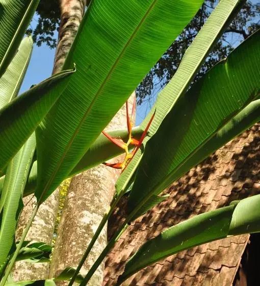 Hotelli Howler Monkey