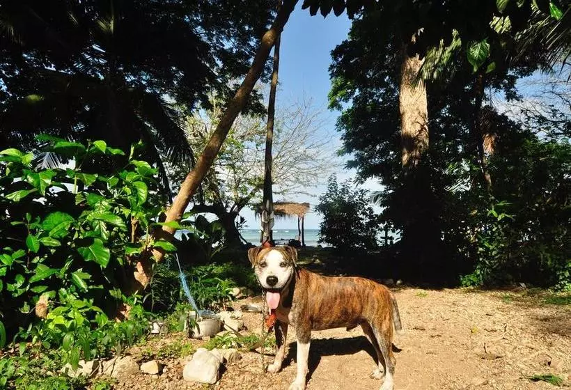 Hotelli Howler Monkey