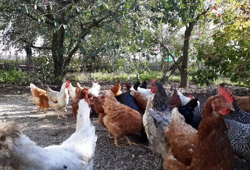 Aamiaismajoitus (B&B) Bingers Kleine Scheune