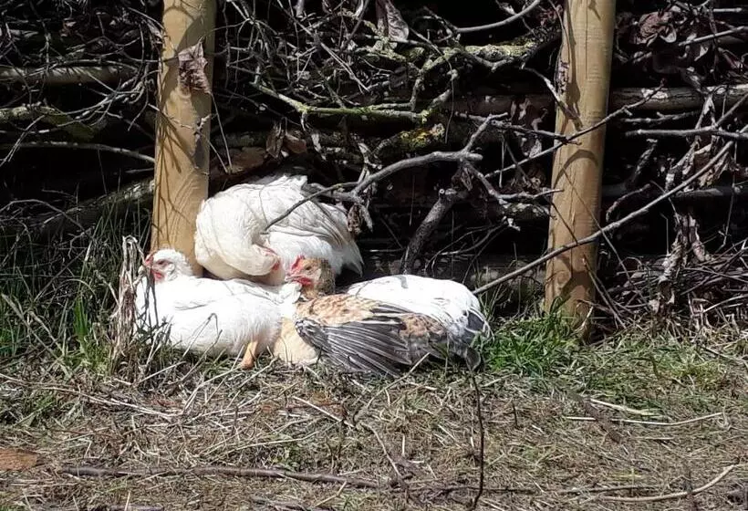 Aamiaismajoitus (B&B) Bingers Kleine Scheune