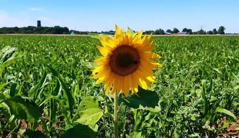 Aamiaismajoitus (B&B) Bingers Kleine Scheune