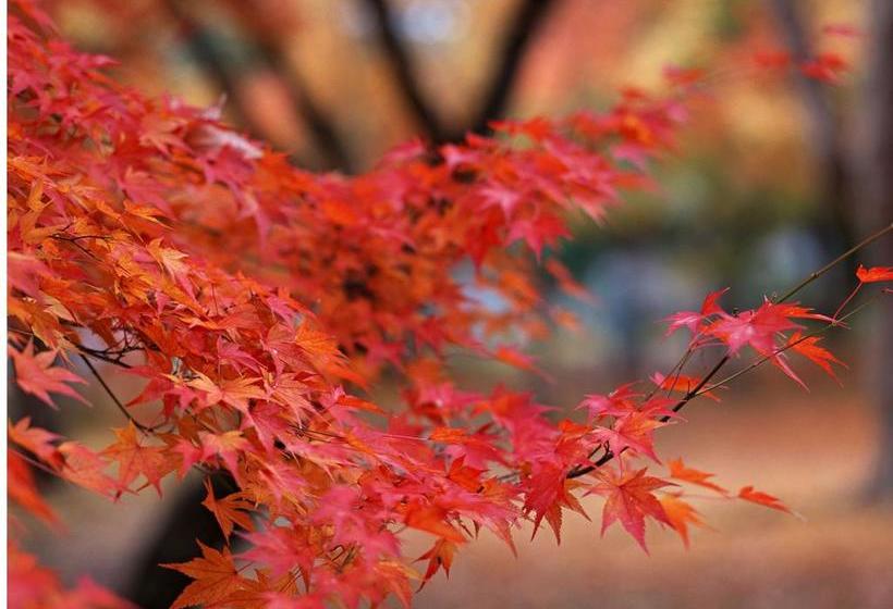 فندق Kyoto Sharagam