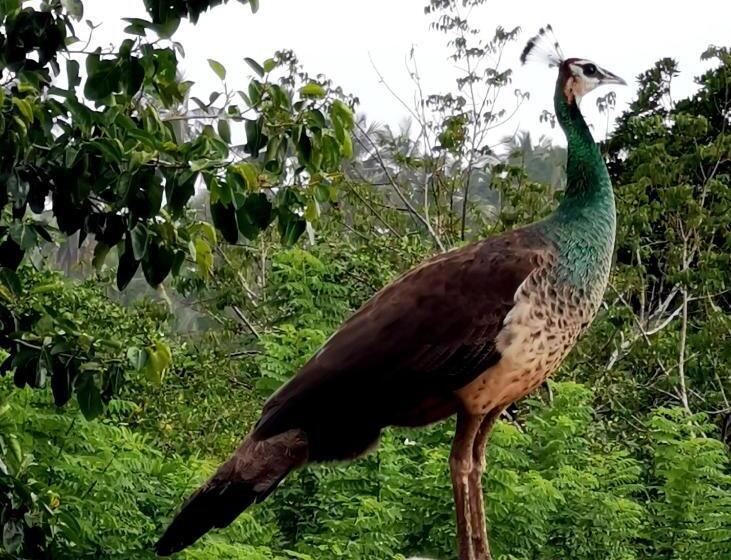 בית מלון כפרי Nature Cabanas & Floating Restaurant
