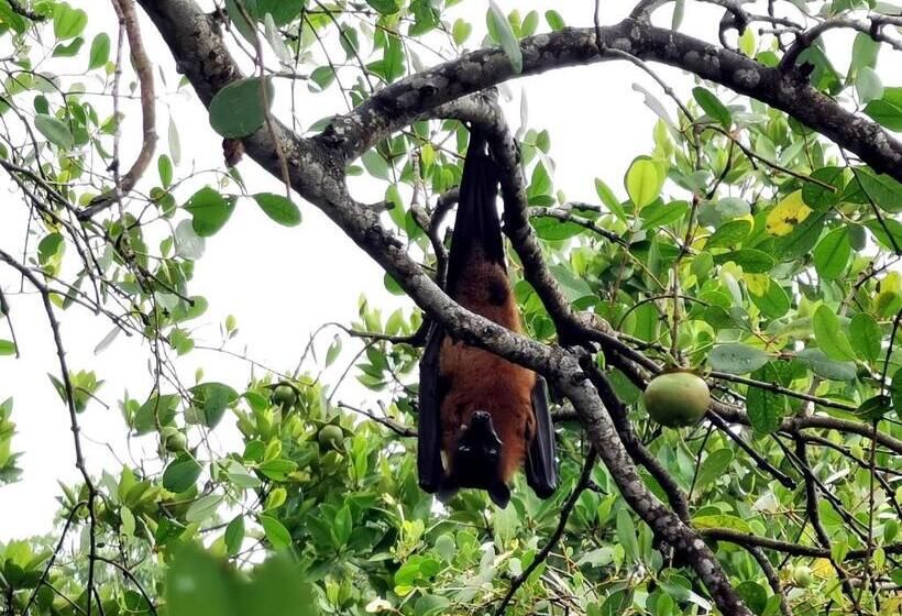 בית מלון כפרי Nature Cabanas & Floating Restaurant