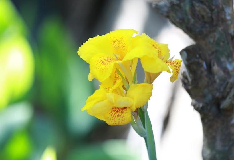 호텔 Surf Orchid Villa