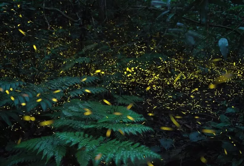 Iriomote Hotel By Hoshino Resorts