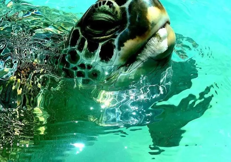 Kahari Resort, A Peace And Plenty Resort Property