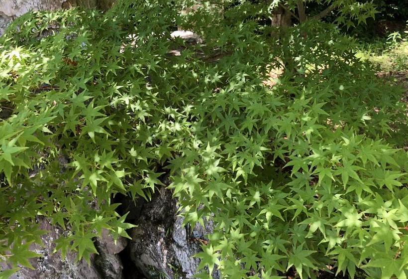 فندق صغير Petit Hotel Alla Seta