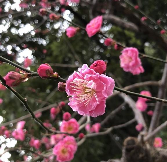 فندق صغير Petit Hotel Alla Seta