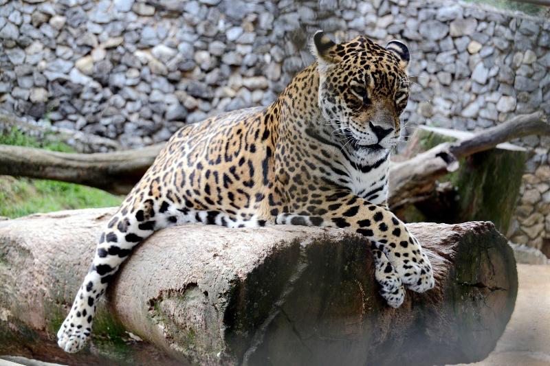 Hôtel Ibis Budget Sorocaba