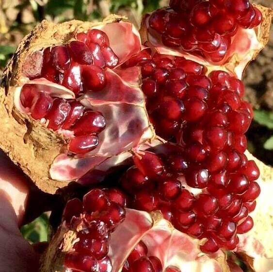 منتجع Masseria Elysium