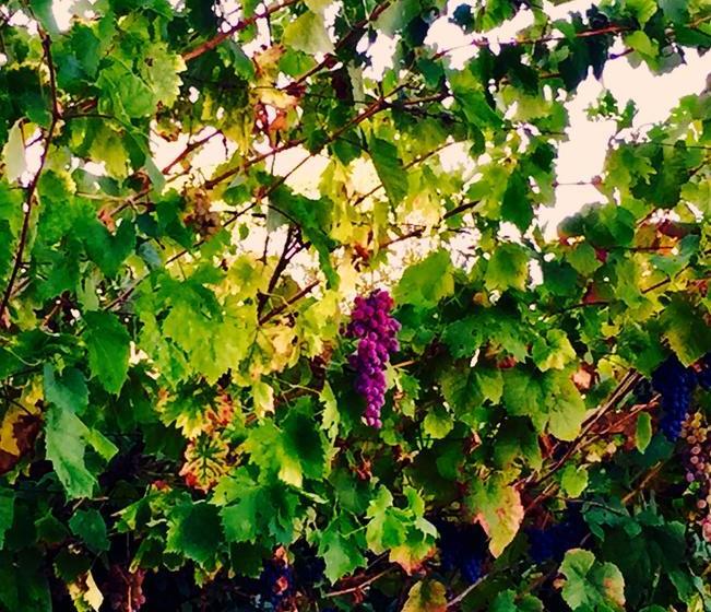 مبيت وإفطار Quinta Da Vinha Morta