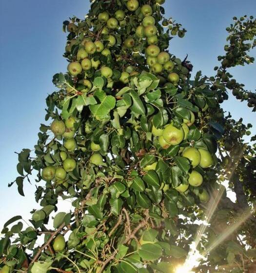 בית מלון כפרי Pension Antonia