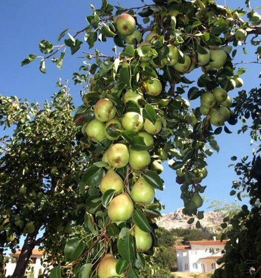 בית מלון כפרי Pension Antonia