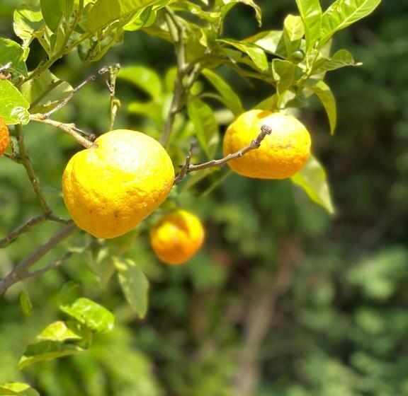 فندق Stomio Villague