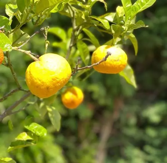 ホテル Stomio Villague