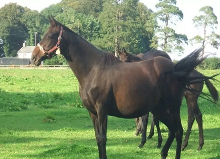 Aamiaismajoitus (B&B) Cloncarlin House