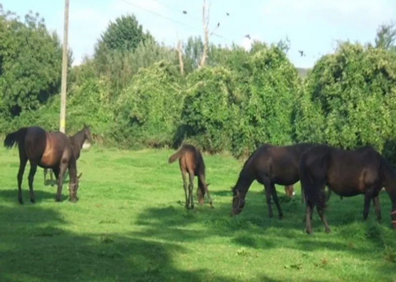 Aamiaismajoitus (B&B) Cloncarlin House