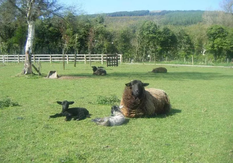 ベッドアンドブレックファースト Homeleigh Farmhouse