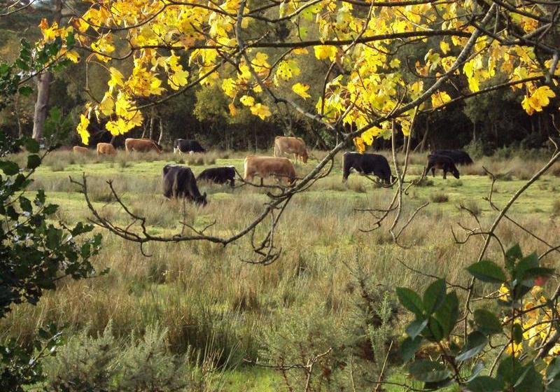 Bed and Breakfast Homeleigh Farmhouse