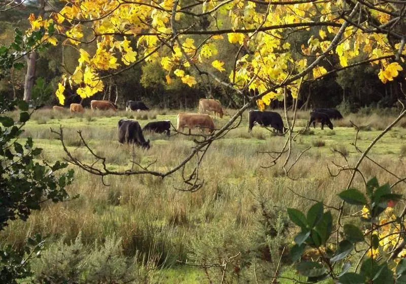 ベッドアンドブレックファースト Homeleigh Farmhouse