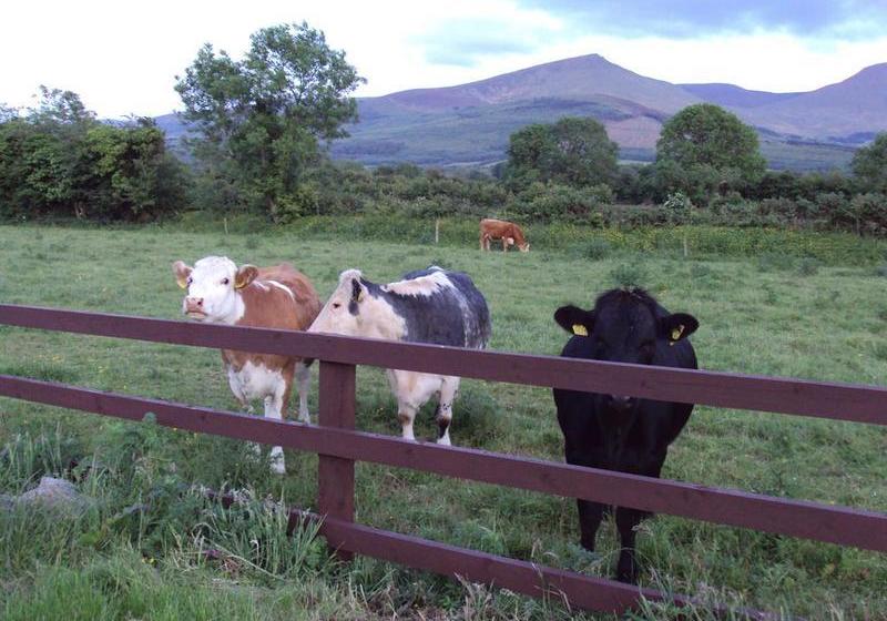 Bed and Breakfast Homeleigh Farmhouse