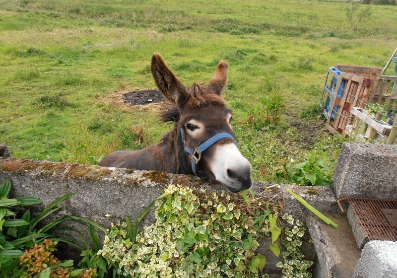 Bed and Breakfast Crosswinds