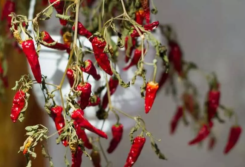 ホテル Villa Virpi