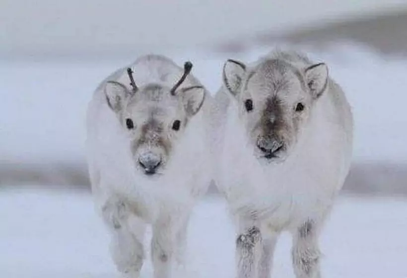 ホテル Villa Virpi