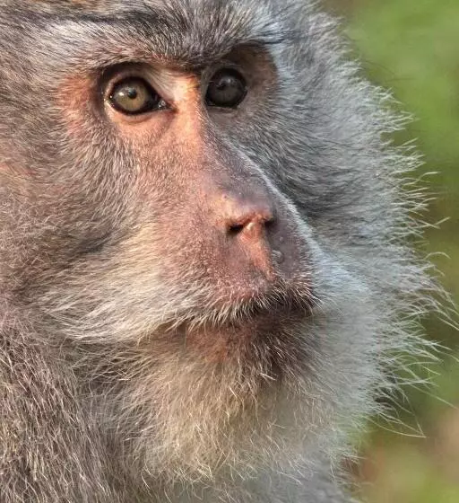 ホテル Sarinbuana Eco Lodge