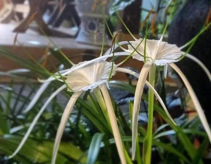 ホテル Semilir Inn Senggigi