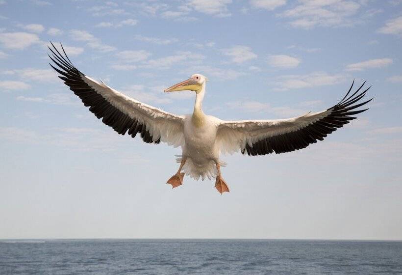 Hotel Amjicaja Guesthouse, Tours & Rentals