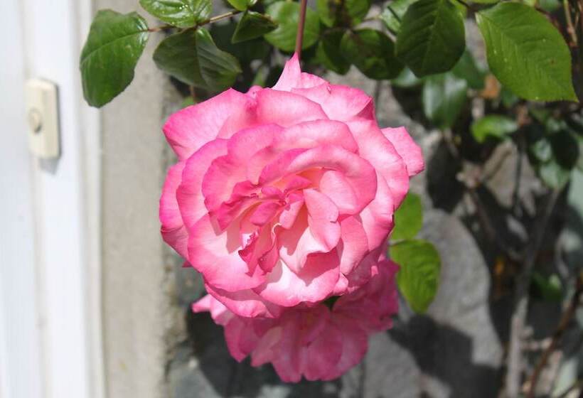 Hotel Glenalbyn Cottage