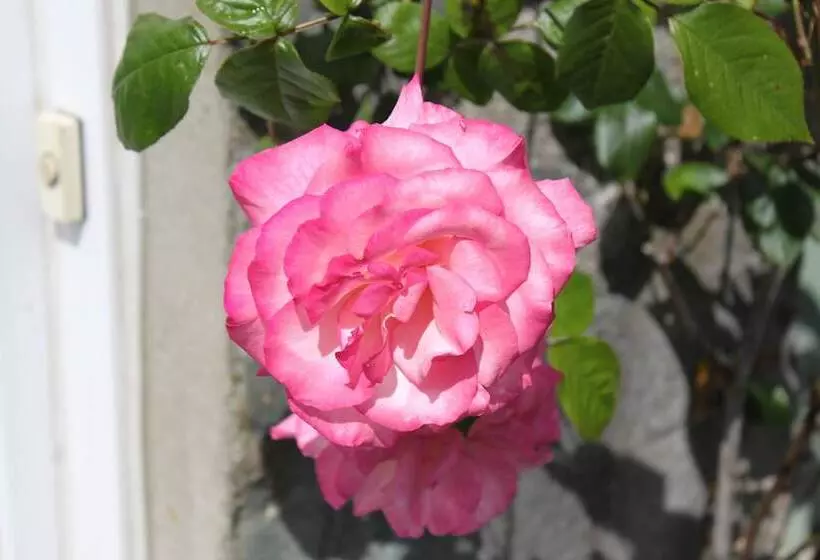 ホテル Glenalbyn Cottage