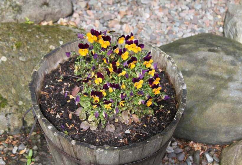 Hotel Glenalbyn Cottage