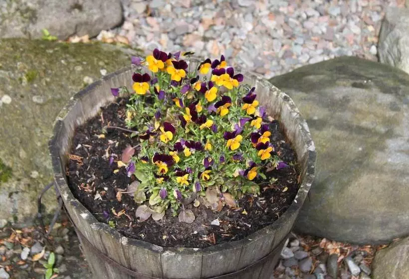 ホテル Glenalbyn Cottage