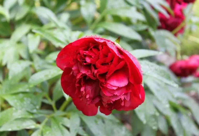 ホテル Glenalbyn Cottage