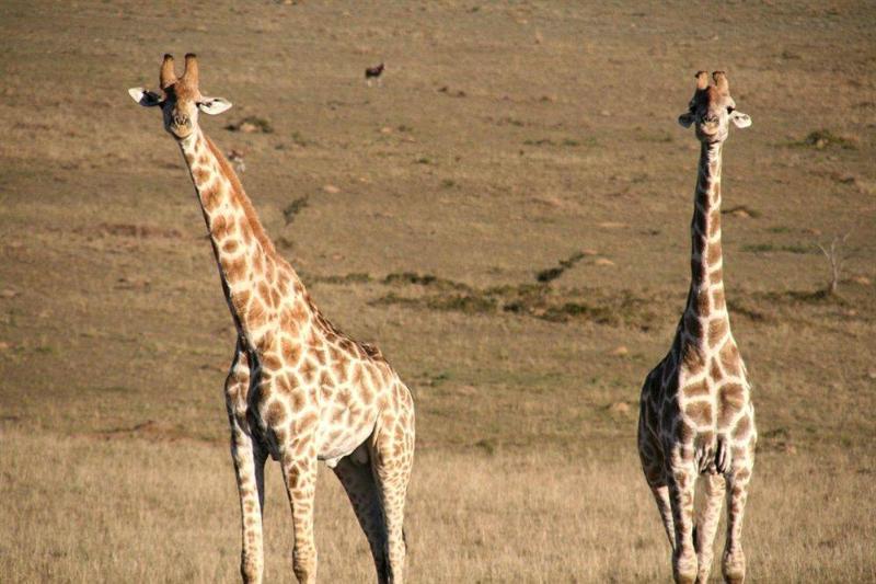 Hotel Kwantu Lions View Villa