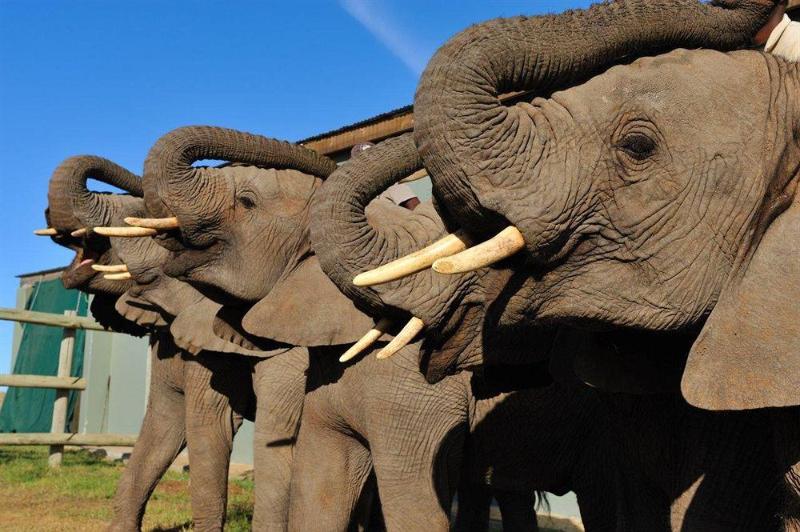 Hotel Kwantu Lions View Villa