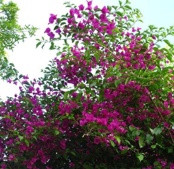 ホテル Sunny Lane