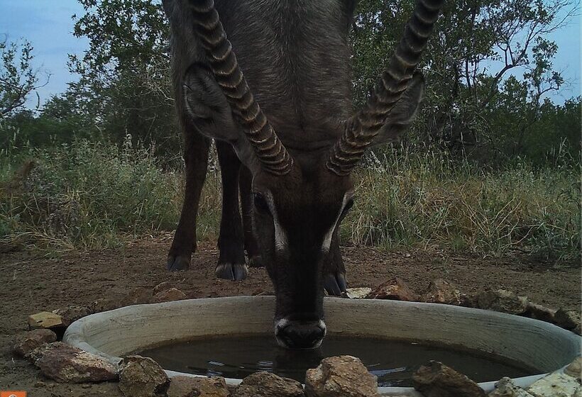 Hotel The Baobab Bush Lodge, No Self Catering