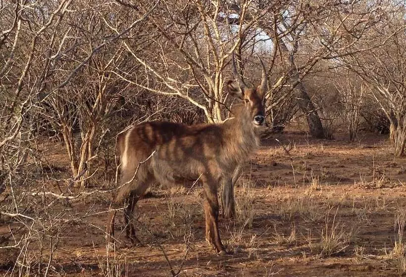 Hotelli The Baobab Bush Lodge, No Self Catering