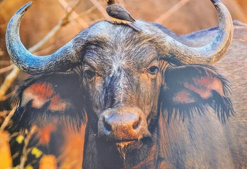 Hotel The Baobab Bush Lodge, No Self Catering