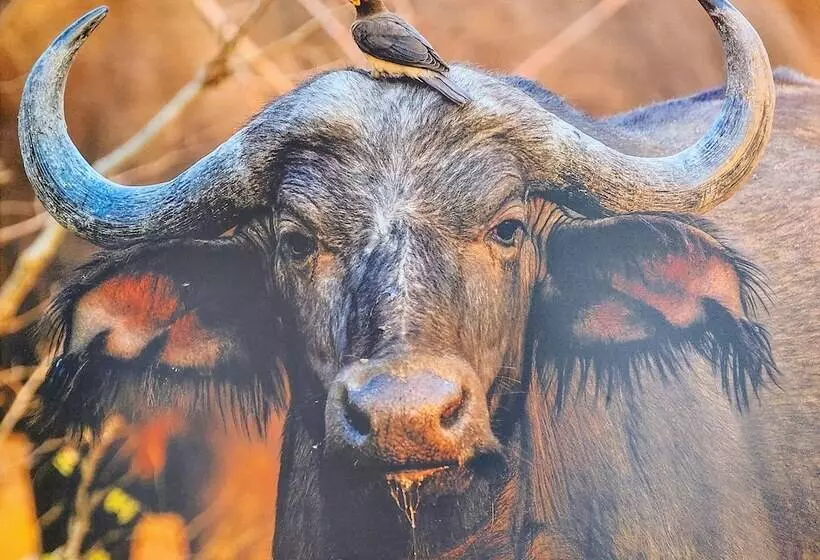 Hotelli The Baobab Bush Lodge, No Self Catering