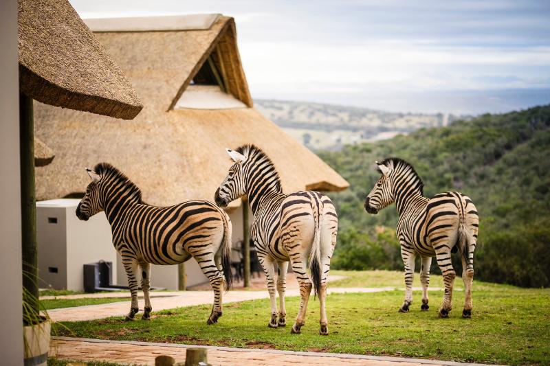 فندق J-bay Zebra Lodge
