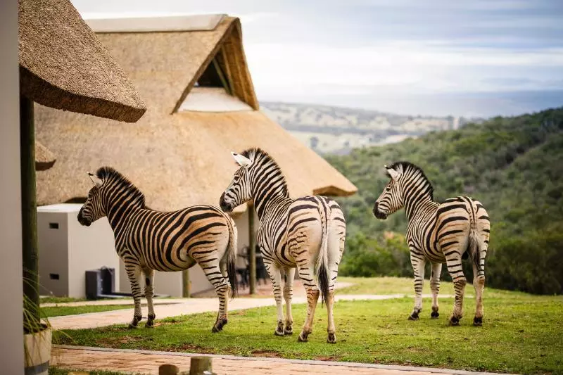 Hotelli J-bay Zebra Lodge