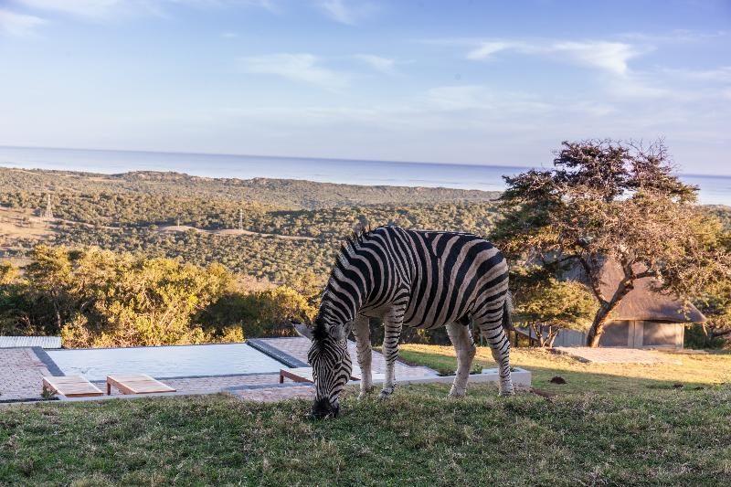 فندق J-bay Zebra Lodge