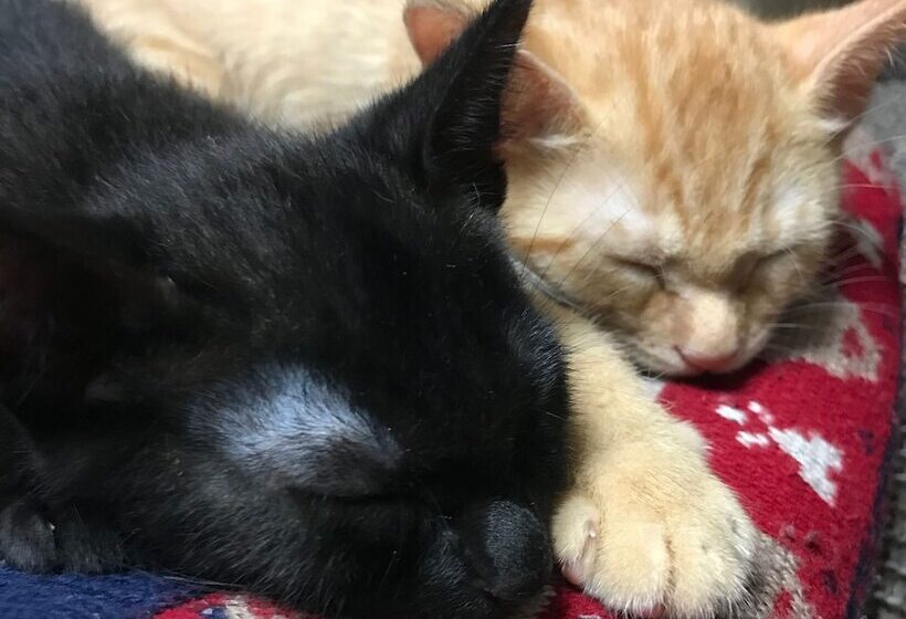 호텔 Pension Keyaki